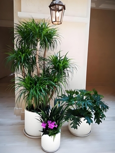 海曙绿化修剪，性价比高超划算！