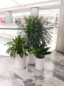 北仑绿植租赁公司 北仑绿植租赁公司